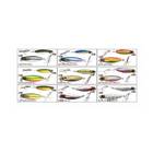 HAYABUSA JACKE EYE GROGGY 20g