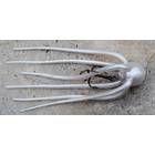 MONARCH DOK COFF 15cm 30g