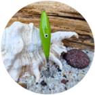 MATAKI MATAFLOTTY SQUID
