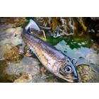 RUA LURES SABA 125mm 47g