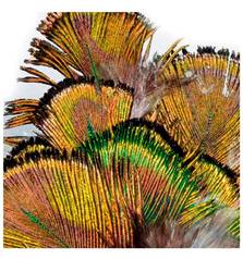 BAETIS PEACOCK FEATHER GREEN