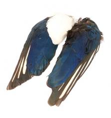 BAETIS M.PAJARO PICA-PICA ALAS