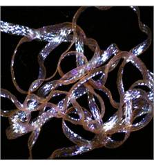 KNAPEK PEARL BRAIDBACK UV LIGHT PINK 2.5mm