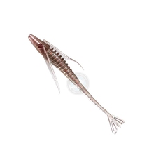 SEASPIN SHRIMP