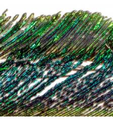 BAETIS PEACOCK REAL SWORDS 199NATURE