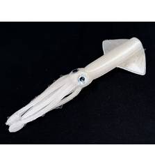 MOONSHINE BAITS KRAKEN SPARE BODY