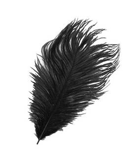 BAETIS OSTRICH MINI PLUMES BLACK