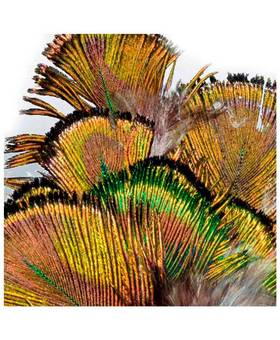 BAETIS PEACOCK FEATHER GREEN