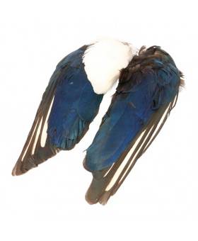 BAETIS M.PAJARO PICA-PICA ALAS