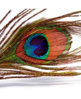 BAETIS PEACOCK EYES