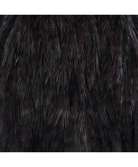 EWING HEN CAPE HACKLE #BLACK