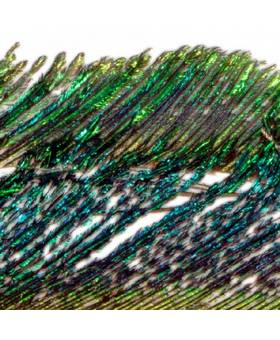 BAETIS PEACOCK REAL SWORDS 199NATURE
