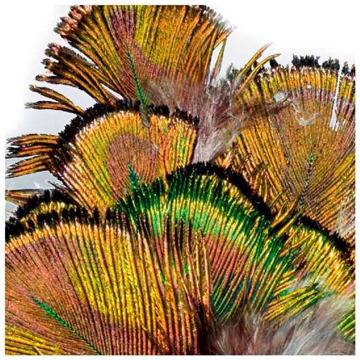 BAETIS PEACOCK FEATHER GREEN