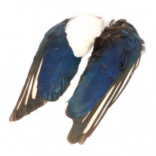 BAETIS M.PAJARO PICA-PICA ALAS