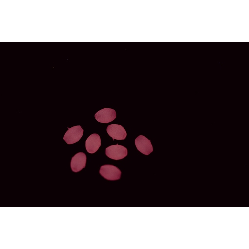 ASARI SOFT LUMINOUS OVAL BEADS PINK